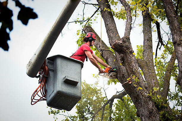 Best Large Tree Removal  in Mount Hermon, VA